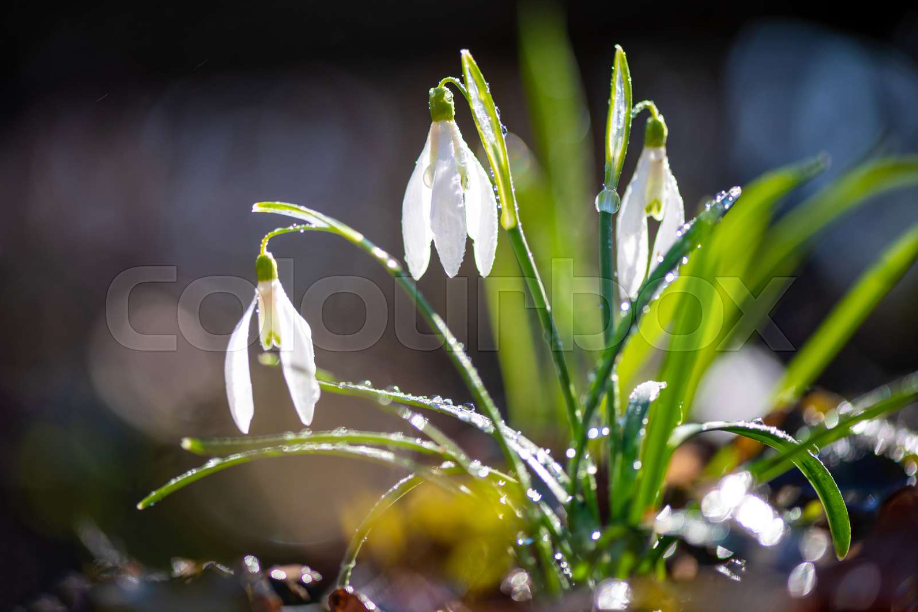 Dusch-Wand - Frühling 43872381